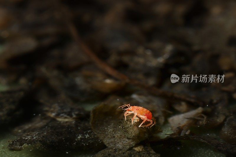 橙色人行道小虫（特龙比库利达;巴拉斯蒂姆 sp.）